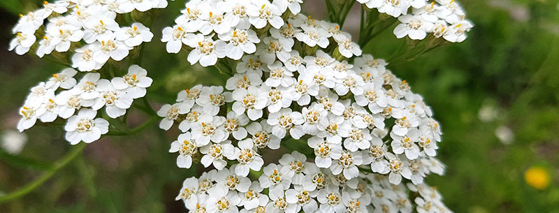 achillea