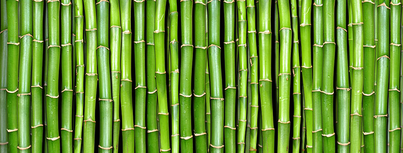 bamboo