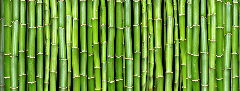 bamboo