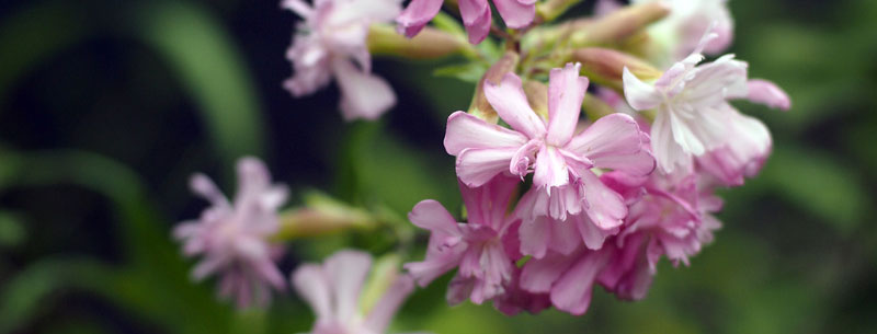 saponaria